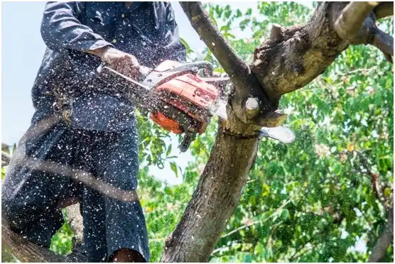 tree services Benwood